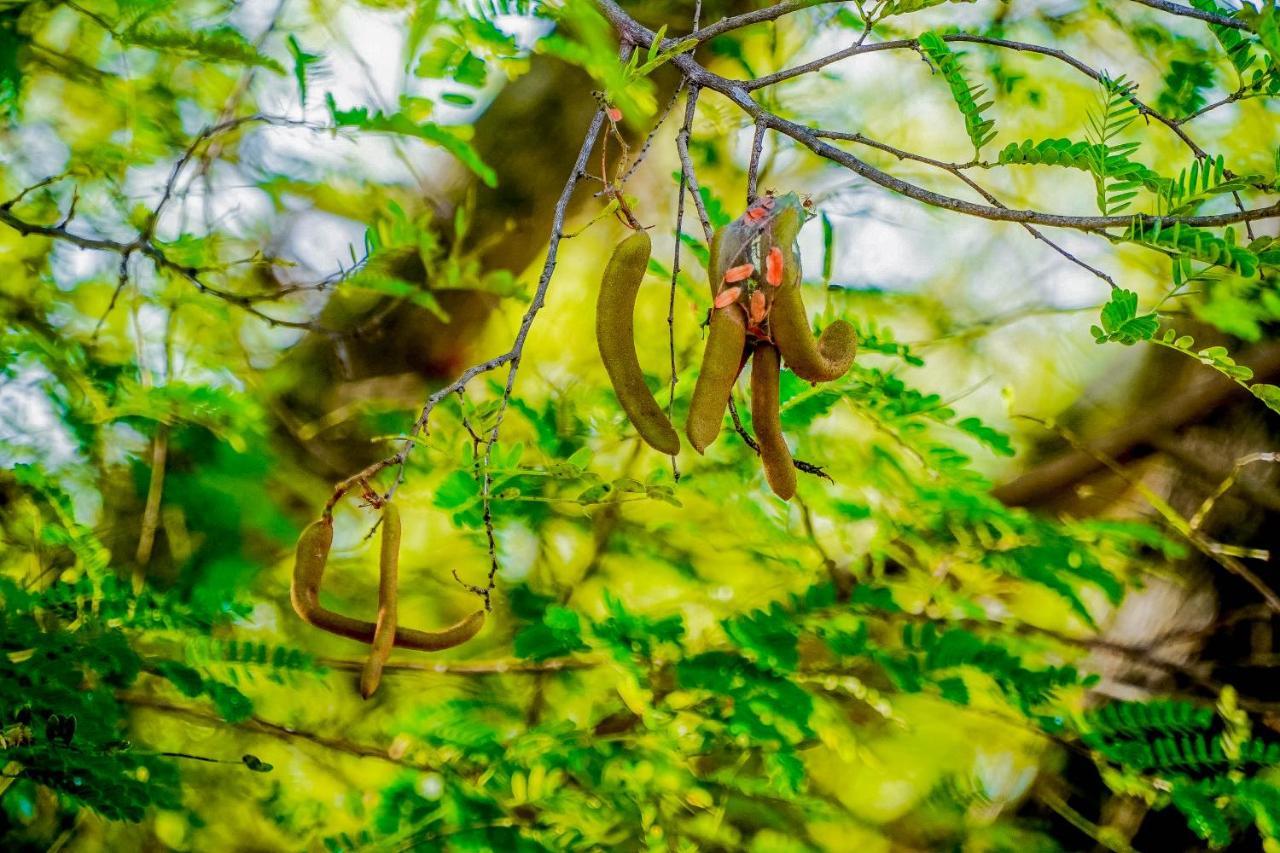 Hotel Tamarind Tree Tissamaharama Kültér fotó