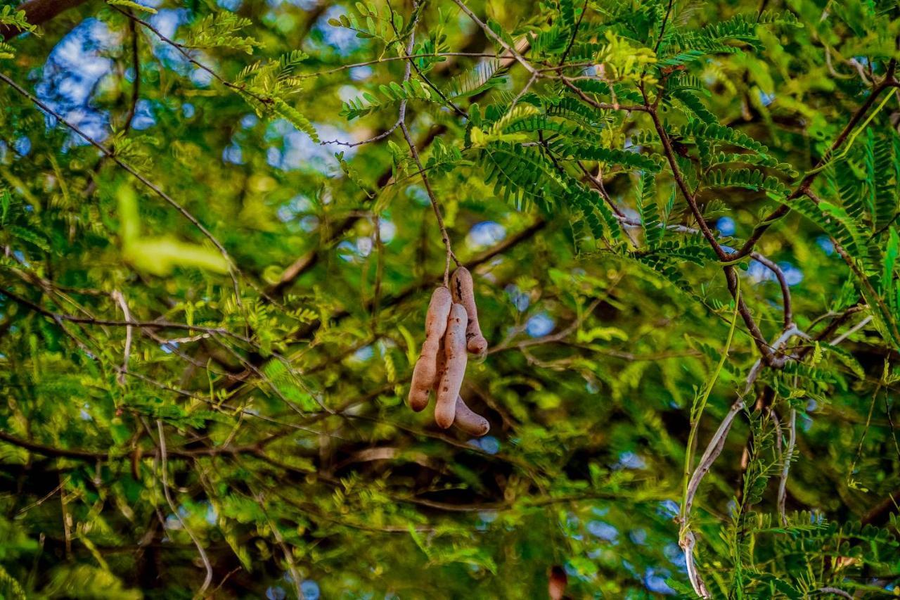 Hotel Tamarind Tree Tissamaharama Kültér fotó
